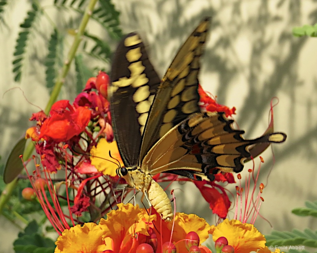 Butterfly - ID: 15461250 © Emile Abbott