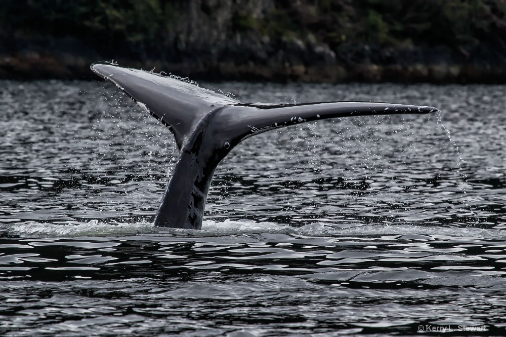 Whale Tail No 2 - ID: 15461417 © Kerry L. Stewart
