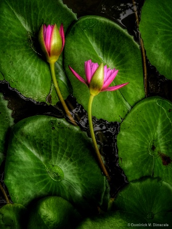 ~ ~ WATER LILY TWINS ~ ~ 