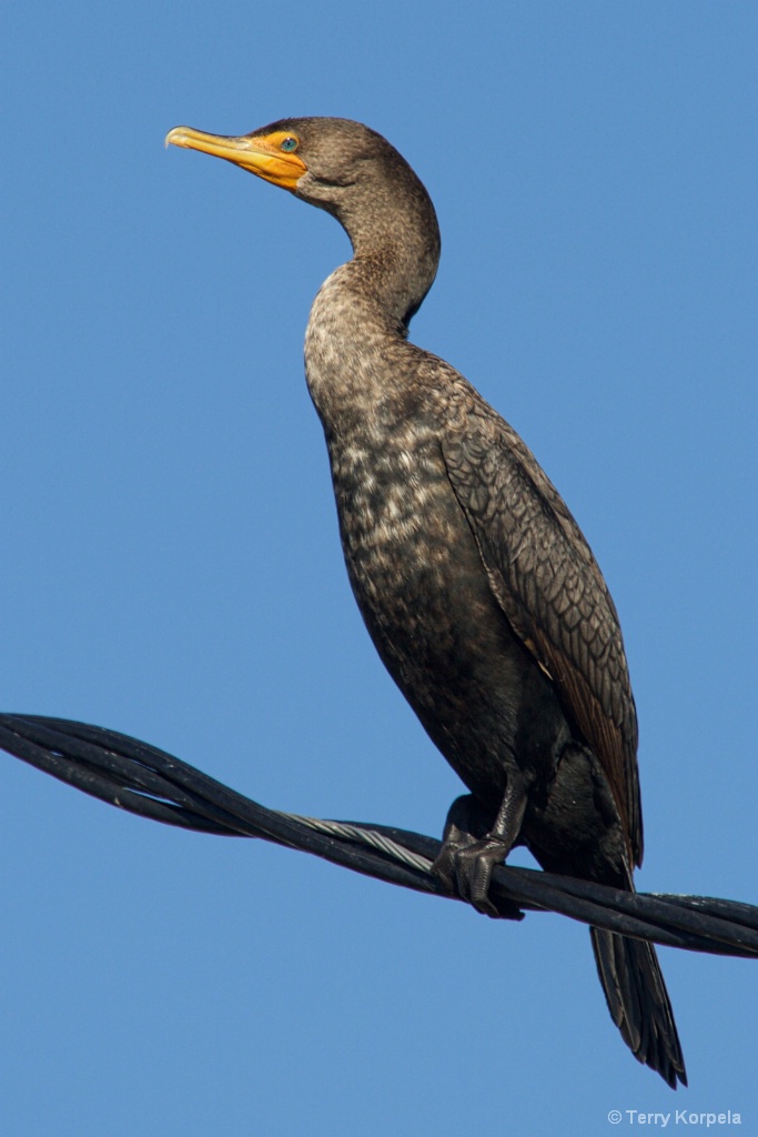 Double-crested Cormorant - ID: 15461501 © Terry Korpela