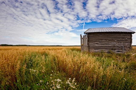 Tiny Barn House On The Oat Fields