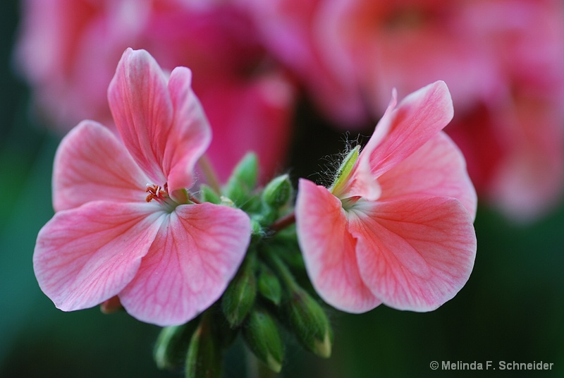 Geranium