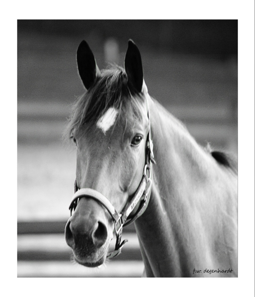 Portrait of a Horse in Black and White