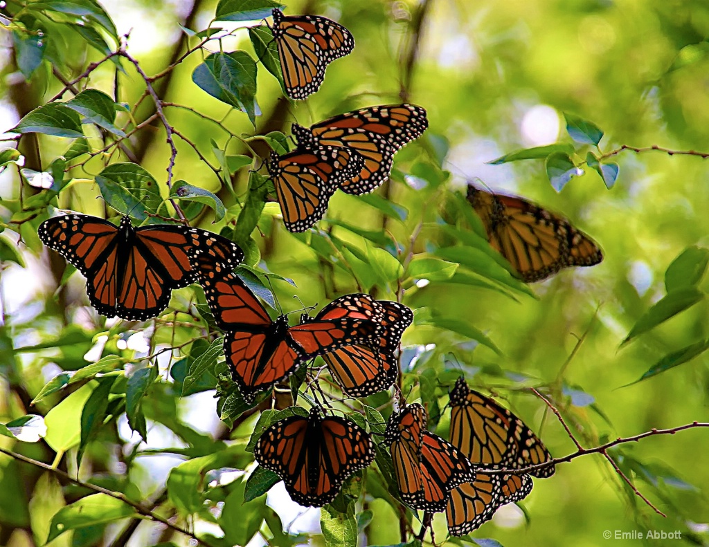 Thinking of Monarchs - ID: 15461784 © Emile Abbott