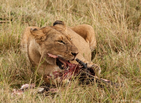 Lioness with wildebeest Kill 2