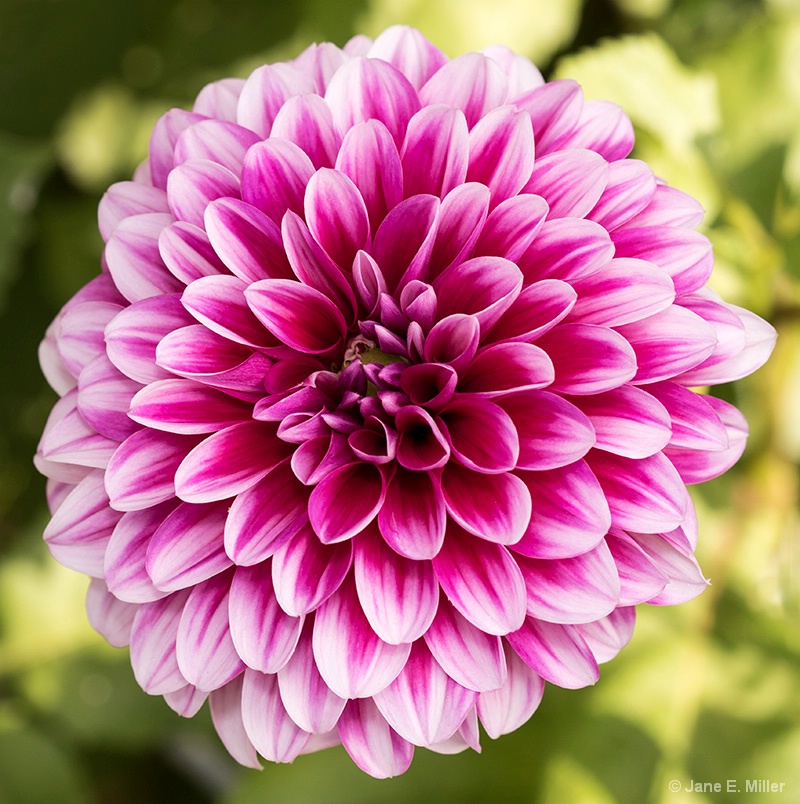 Magenta and White Dahlia