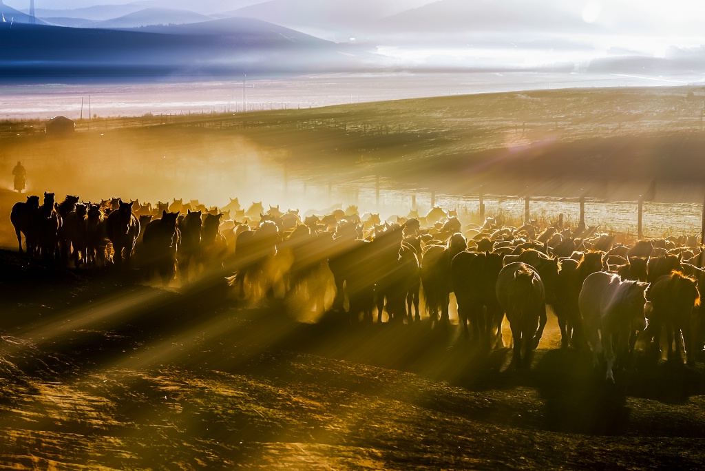 Farm horses 