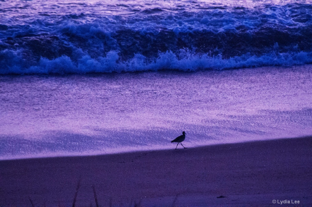 Morning Stroll on the Beach - ID: 15462547 © Lydia Lee