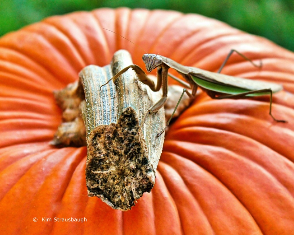 This Pumpkin Is Mine