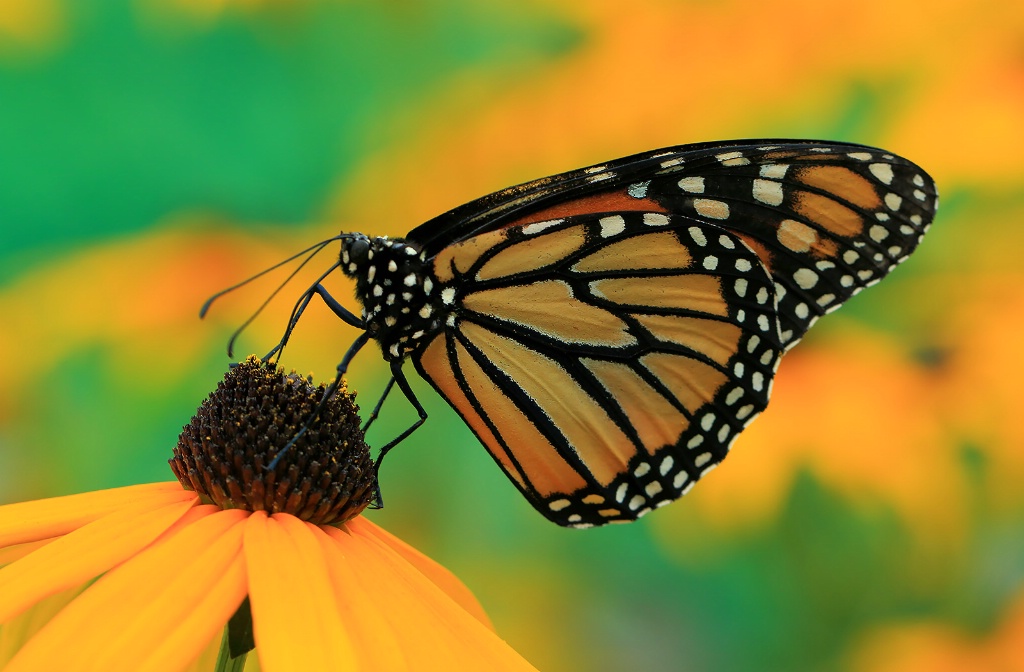 Monarch on Yellow Flower