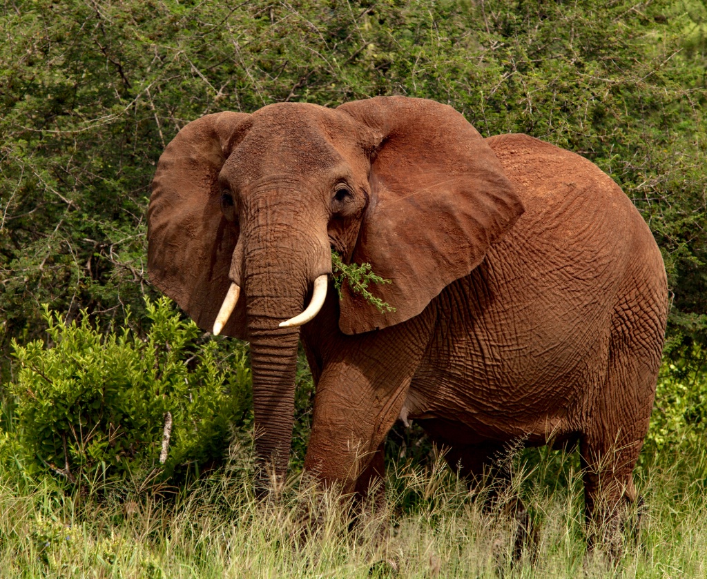 Tanzania 