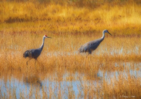 Sandhill Cranes in the Fall