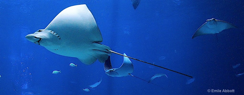 Rays - ID: 15462672 © Emile Abbott