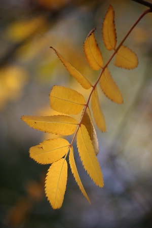 Autumn leaves: Rowan