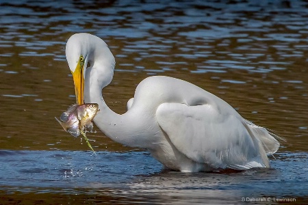 Great Catch