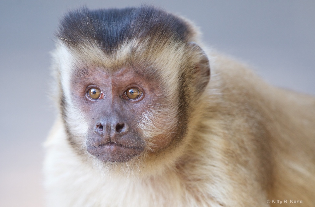 Portrait of a Capuchin Monkey - ID: 15463032 © Kitty R. Kono