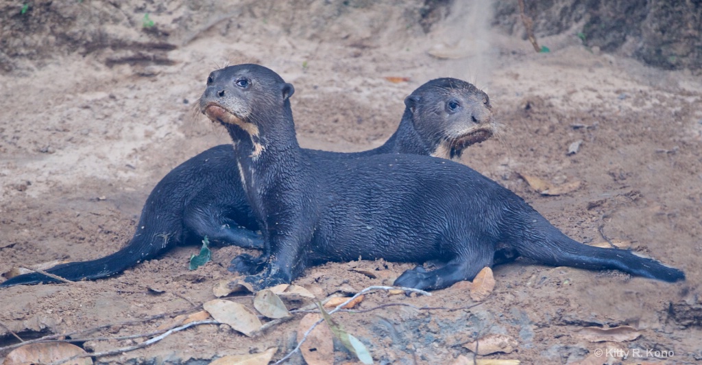 Grumpy Baby Otters