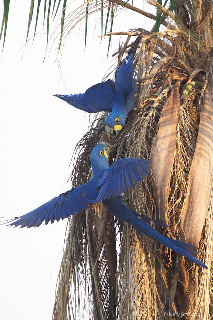 Hyacinth Macaws - ID: 15463047 © Kitty R. Kono