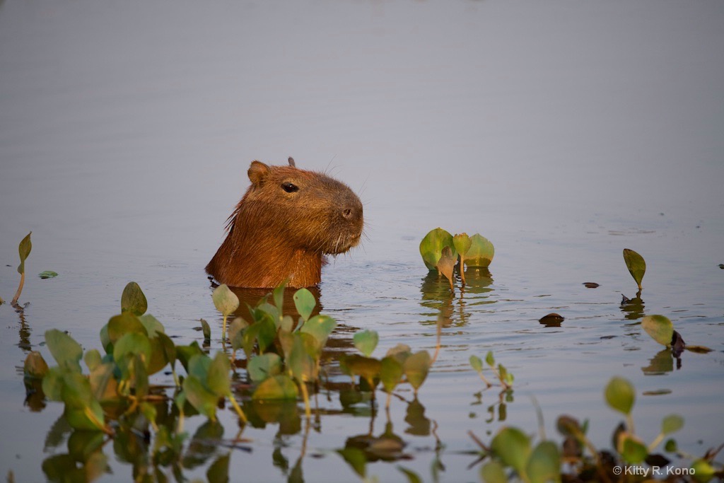 Capybara in the Marsh