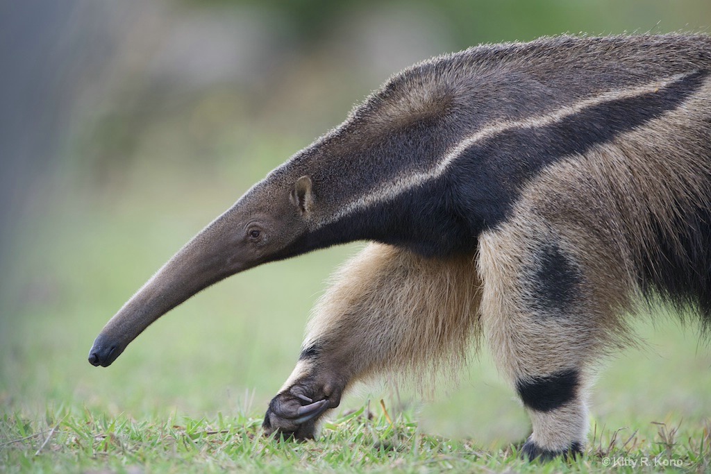 Check Out the Claws on this Giant Anteater - ID: 15463073 © Kitty R. Kono