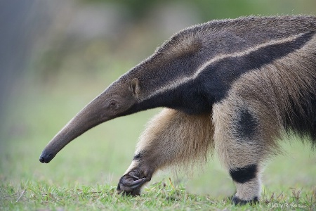 Check Out the Claws on this Giant Anteater
