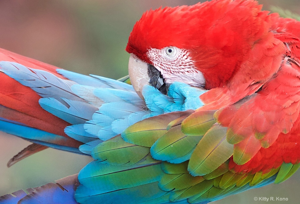 The Beautiful Red and Green Macaw - ID: 15463163 © Kitty R. Kono
