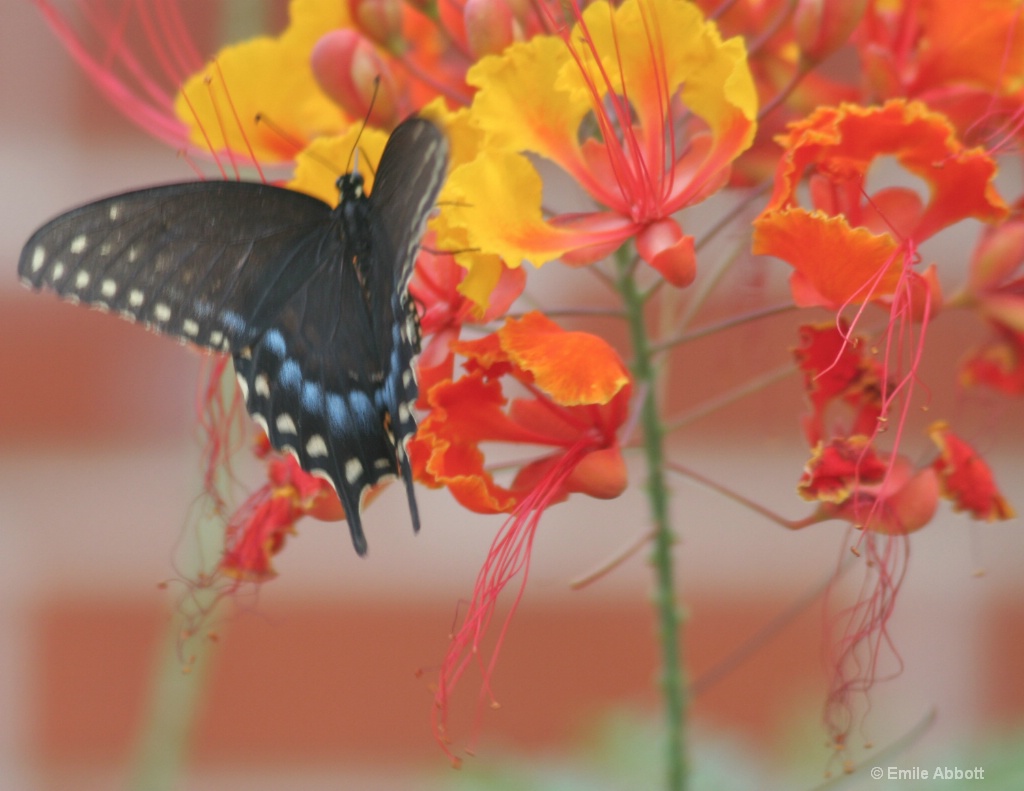 Black Swallowtail - ID: 15463183 © Emile Abbott