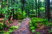 Path On Flowerpot...