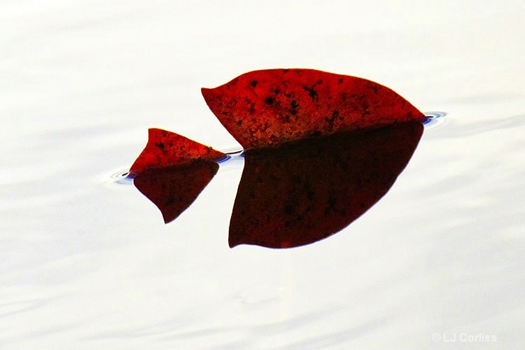 fall swim