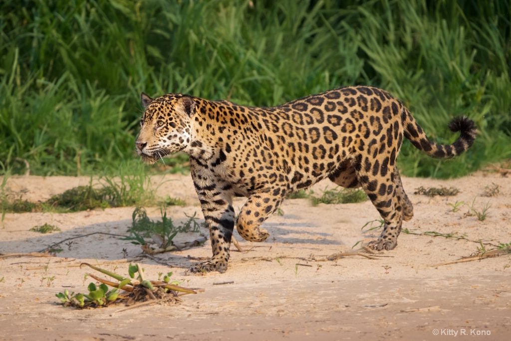 Jaguar with Raised Foot