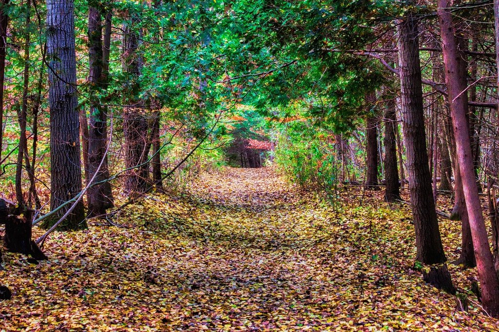 Path In The Fall