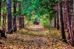 Path In The Fall