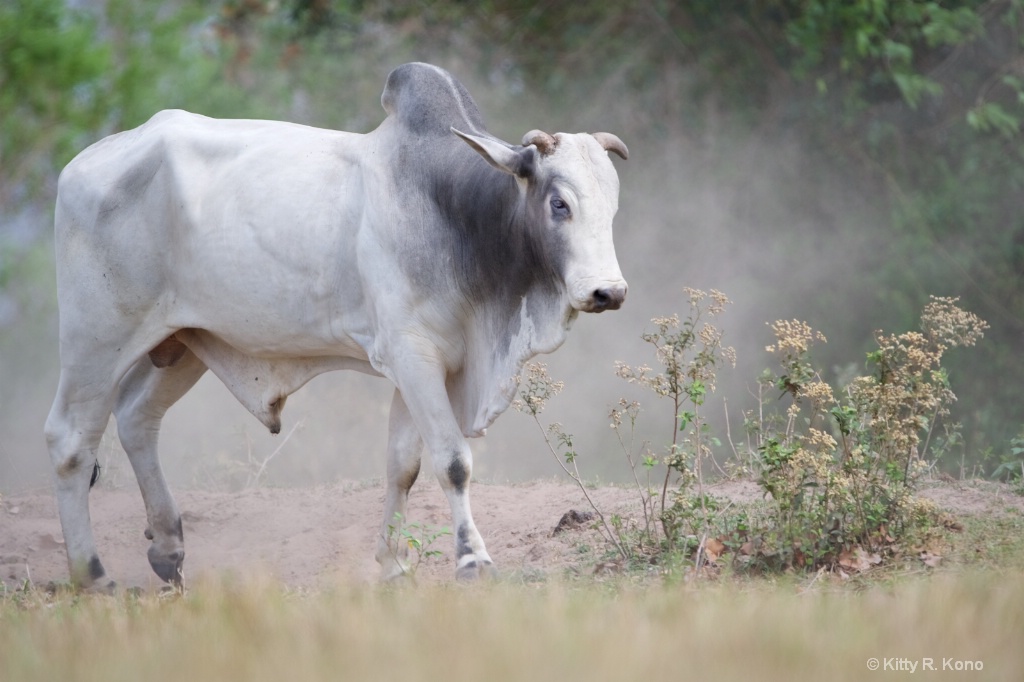 The Brahman Bull - ID: 15464937 © Kitty R. Kono