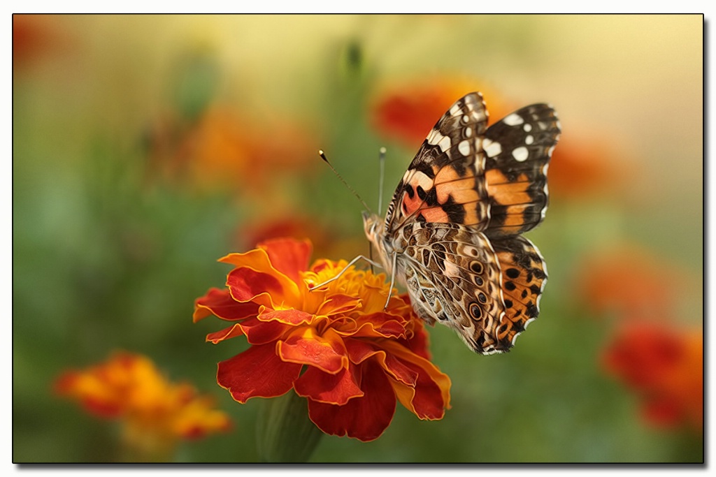 painted lady pondering