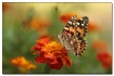 painted lady pond...
