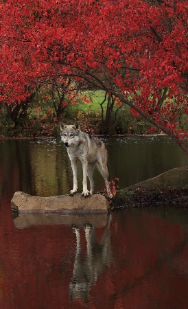 Wolf in Fall Color