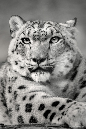 B&W Snow Leopard Stare 9-16-17 648