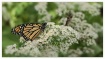 monarch