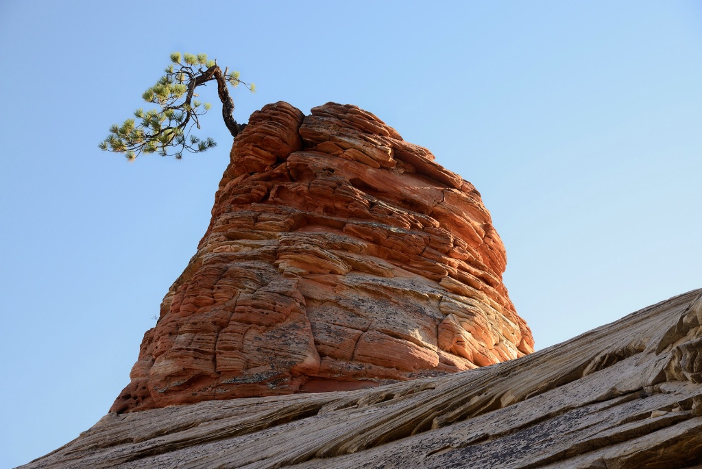 Weathered Tree - Zion National Park