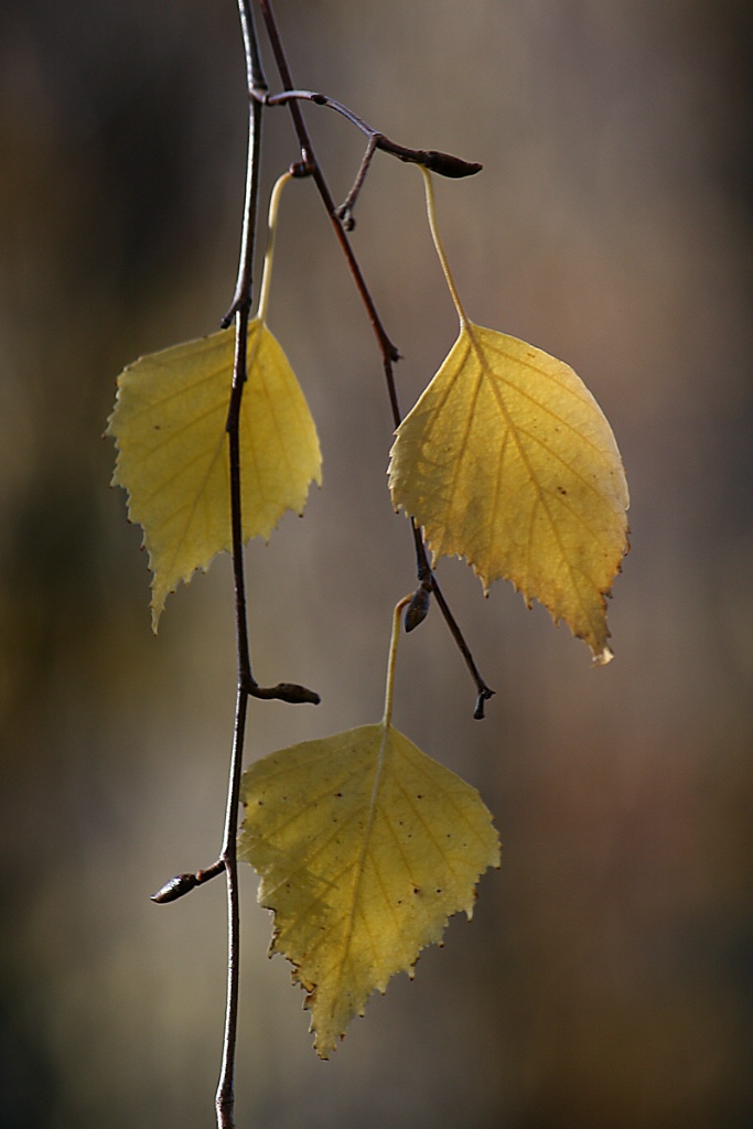 Autumn leaves: Birch