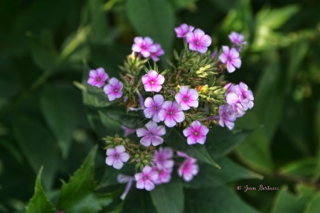 Tiny Bouquet