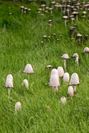 Shaggy Ink Caps on the Grass