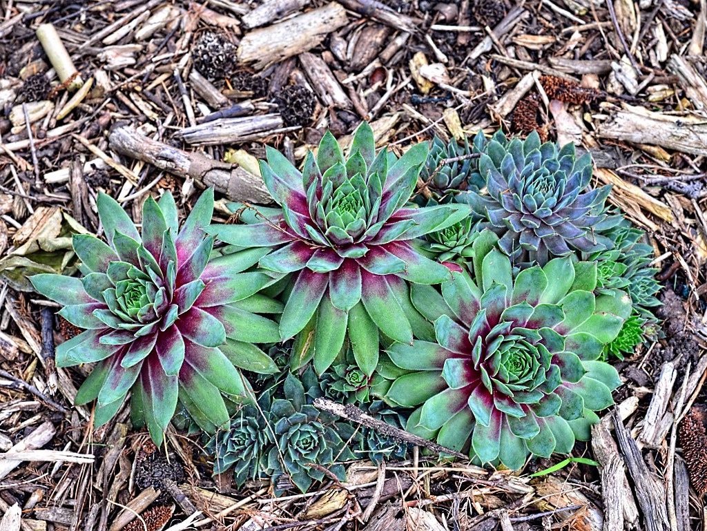 Hens And Chicks