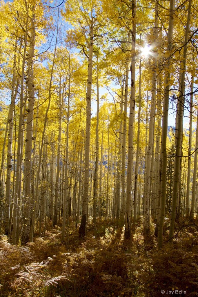 Sunlight through the Aspens