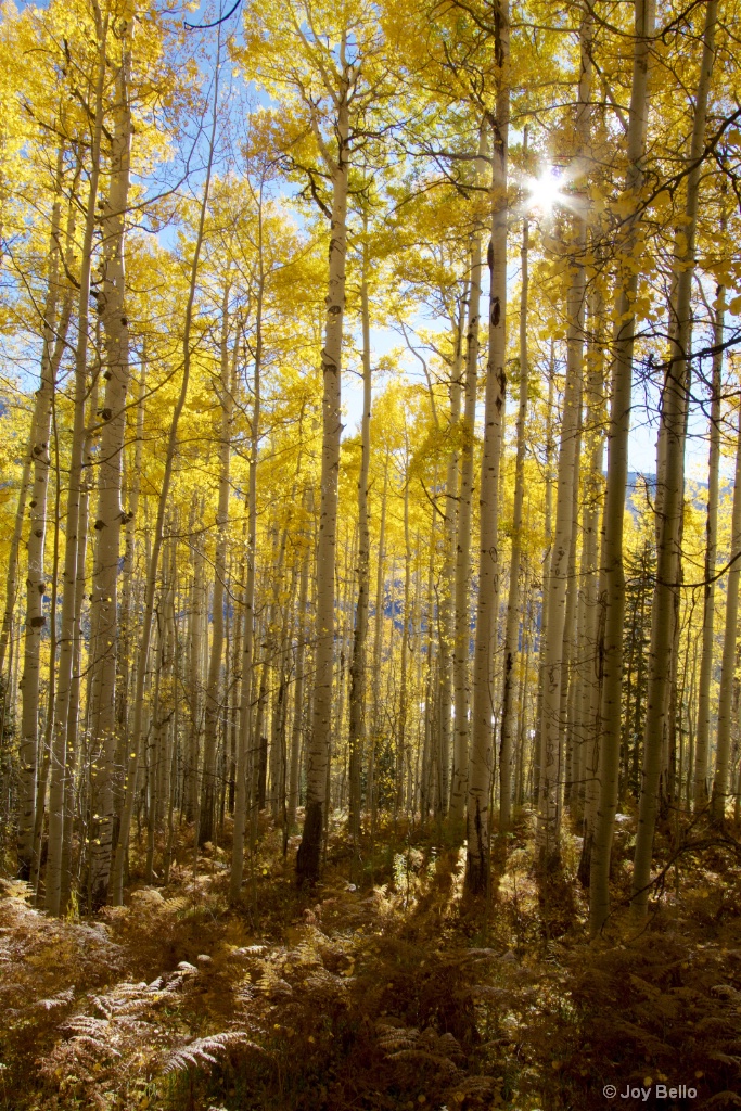 Sunlight through the Aspens