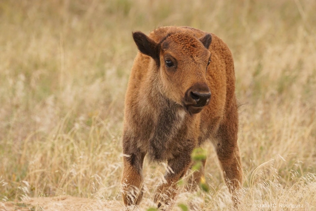 Eager Baby Bison