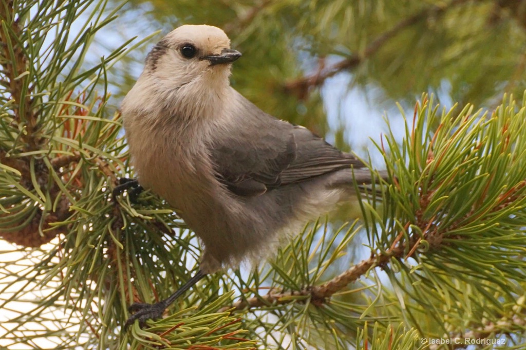 A Gray Jay