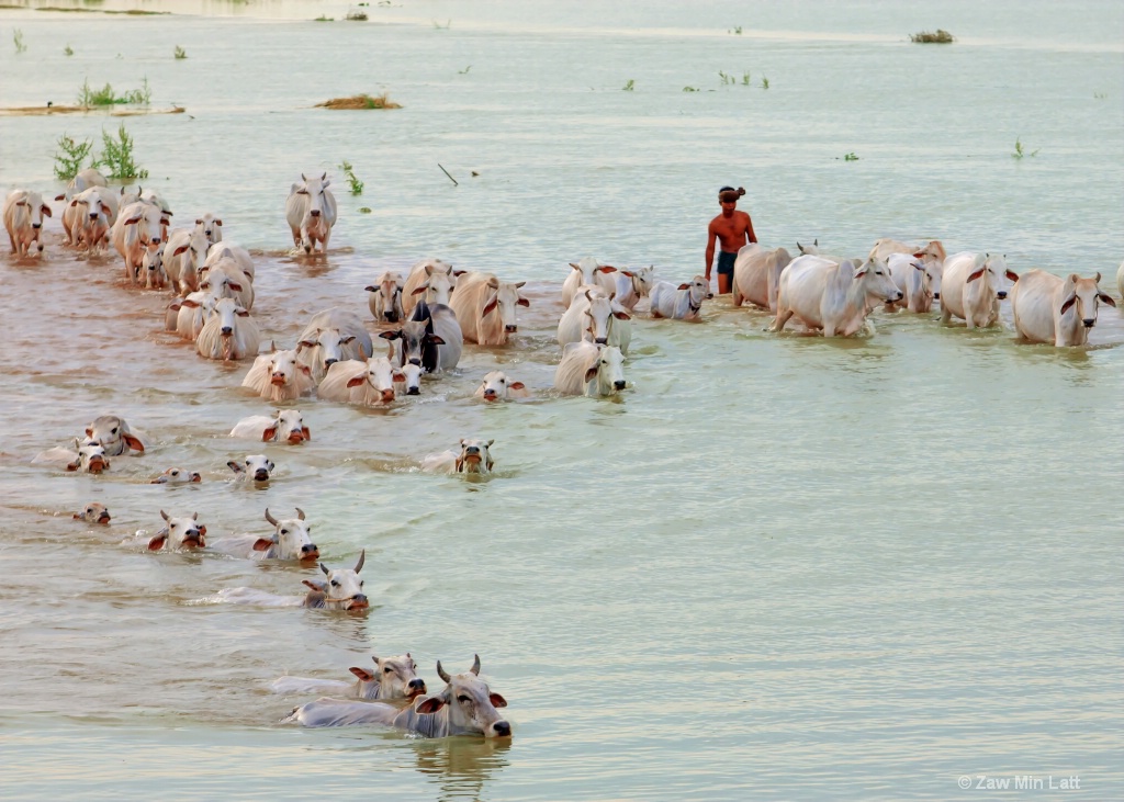 Swimming Cows