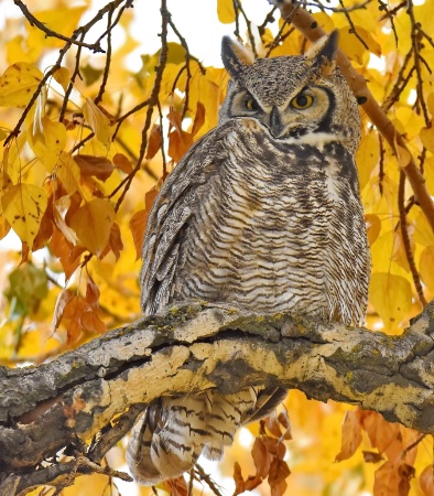 The October Owl