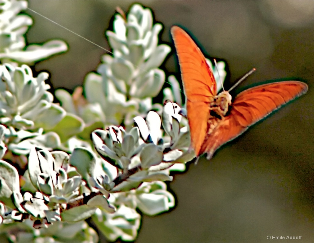 The color orange - ID: 15467263 © Emile Abbott